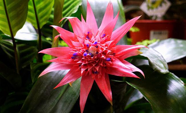 Verde chiaro con una spettacolare brattea di fiori blu