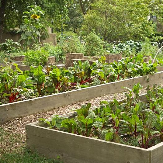 Alcuni giardinieri potrebbero scegliere verdure adatte ai contenitori per questo round di semina di agosto