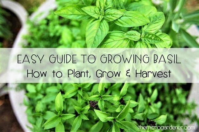 Il basilico è una delle erbe più facili da coltivare in casa