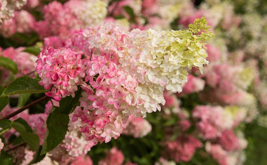 Completa il dramma di "Lady in Red" con i morbidi fiori verdi di Hydrangea paniculata "Limelight."