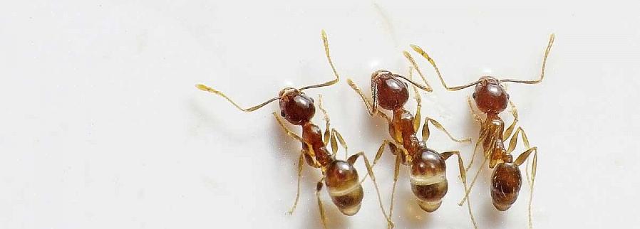 Il controllo delle formiche