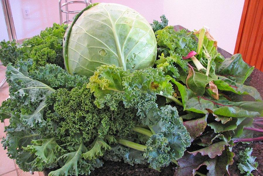 Giardinaggio di verdure di stagione fresca