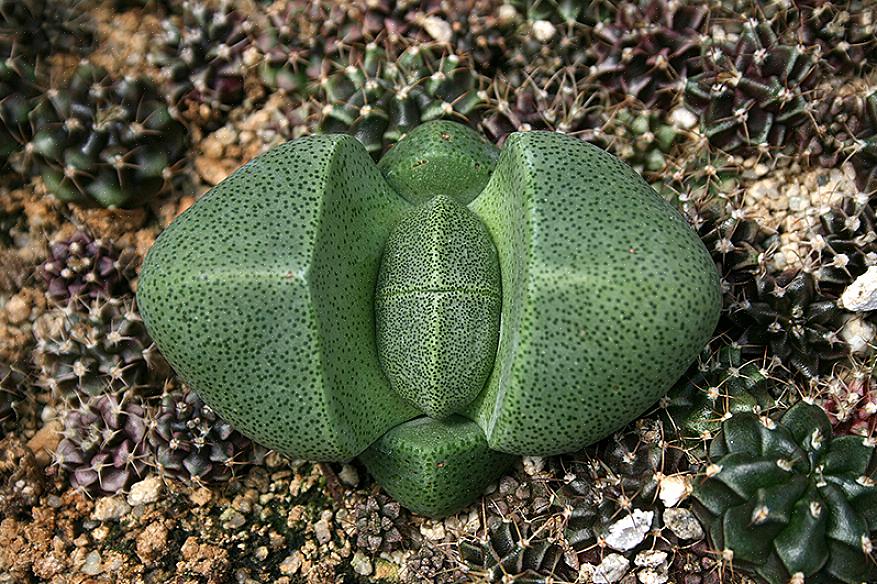 Le pietre viventi sono piante grasse insolite che si sono evolute per assomigliare ai ciottoli