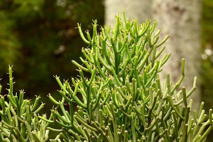 Il comunemente chiamato cactus a matita (Euphorbia tirucalli) è un membro della famiglia Euphorbia