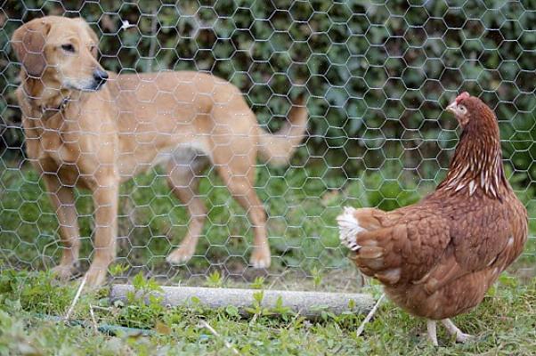 Potresti non essere nemmeno a conoscenza di quali siano i predatori in giro