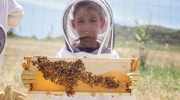 Puoi organizzare attività di apicoltura in base alla stagione