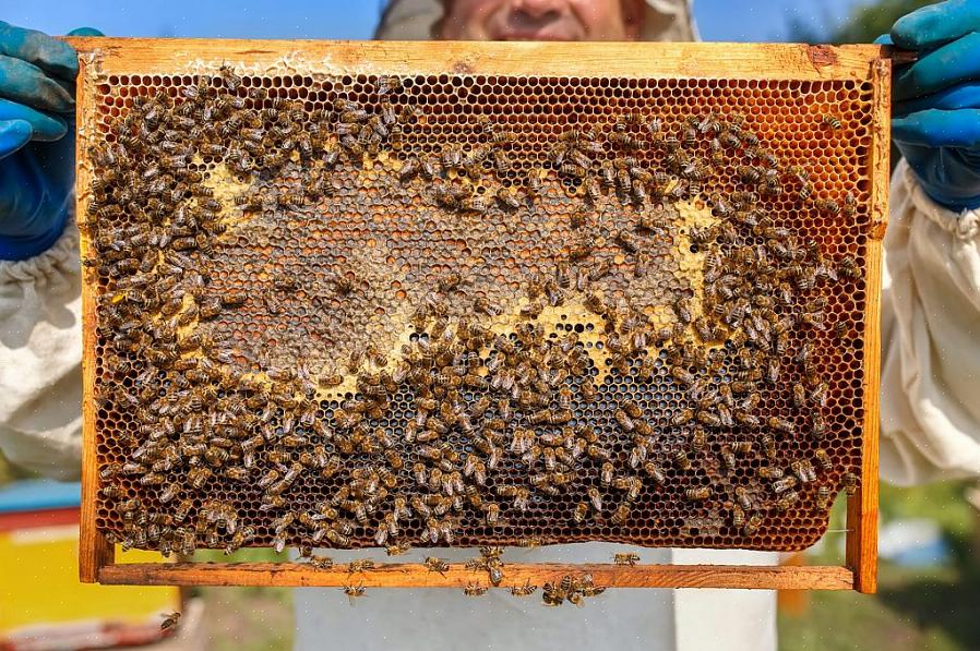 Facendo attenzione a non distruggere le api