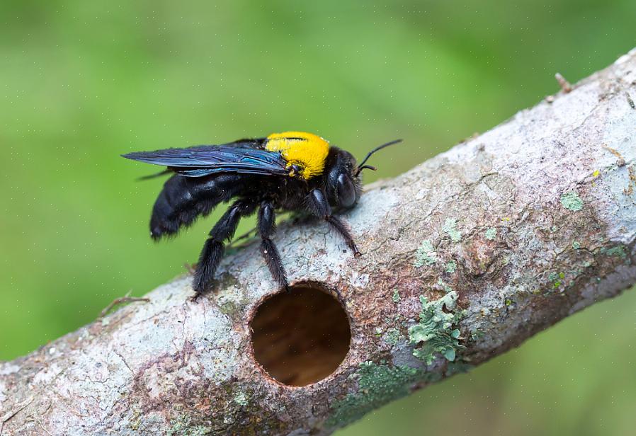 Le api carpentiere nidificano nelle conifere morte di alberi