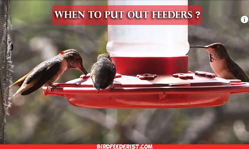È meglio iniziare a nutrire i colibrì prima