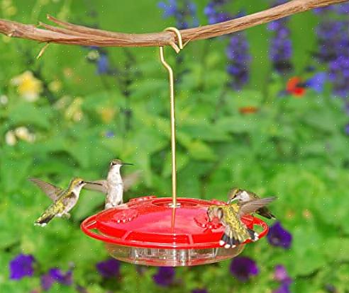 Negli estremi confini settentrionali delle gamme di colibrì