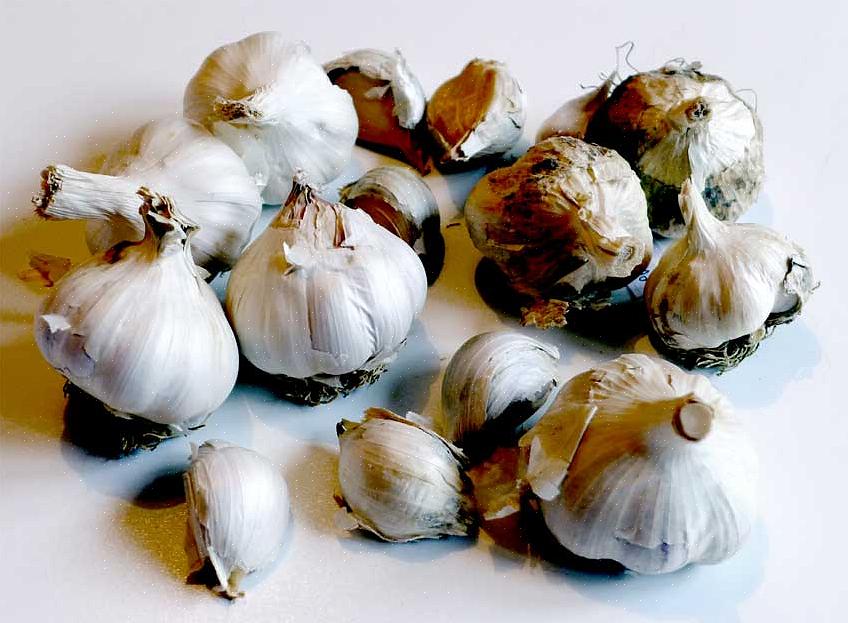 L'aglio viene propagato piantando singoli chiodi di garofano separati dai bulbi o utilizzando bulbilli