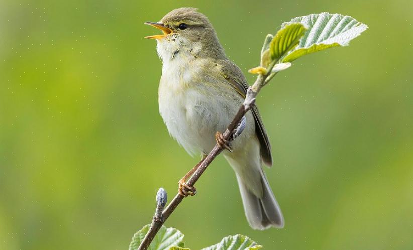 Imitano in modo eccellente i canti di altre specie di uccelli