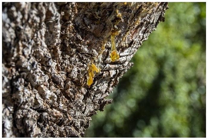 Ci sono alcuni alberi che dovresti aspettare per potare fino a più tardi in primavera perché tendono