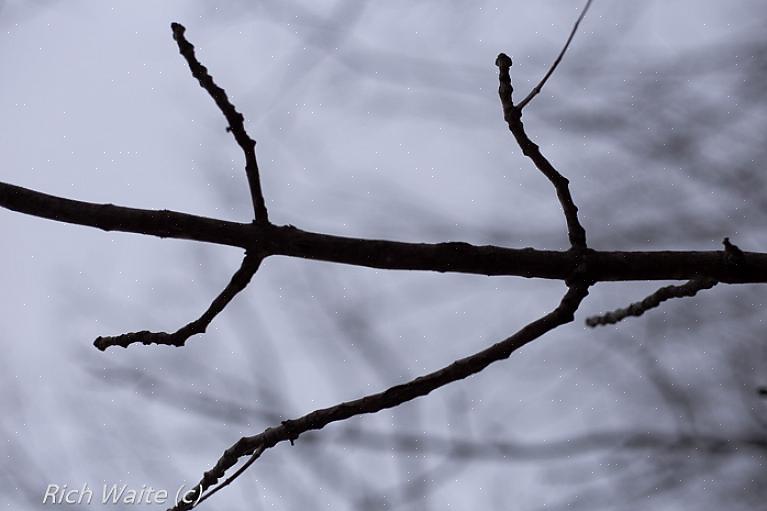 Gli alberi ramificati opposti possono avere foglie semplici o composte