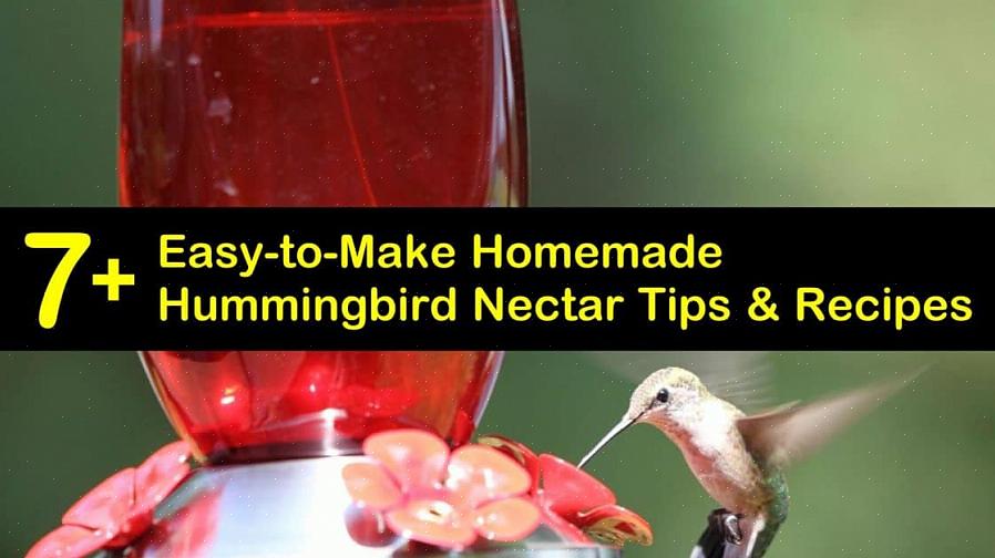 Il nettare di colibrì è una semplice soluzione di acqua zuccherata