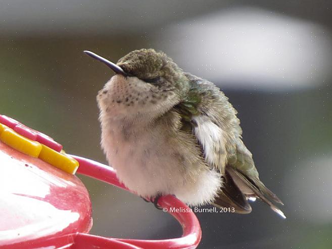 Melassa o sostituti dello zucchero artificiale per qualsiasi ricetta di nettare di colibrì