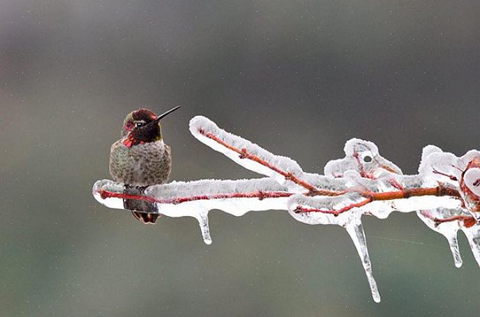 I colibrì invernali non sono una novità