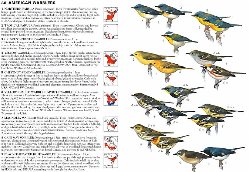 Imparare a fare l'uccello a orecchio può aiutare i birdwatcher a distinguere diverse specie di warblers