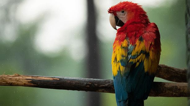 Può essere difficile attirare i pappagalli da cortile
