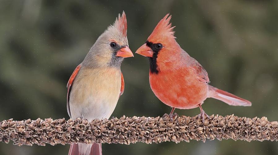 Il loro processo alimentare può aiutare gli uccellini a essere più informati sui migliori alimenti