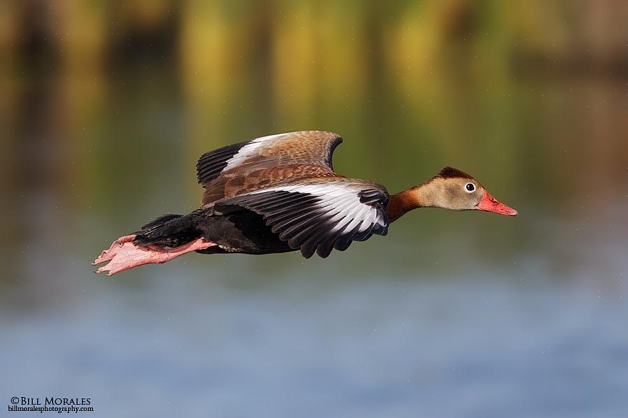 Mostrare un'ampia striscia bianca