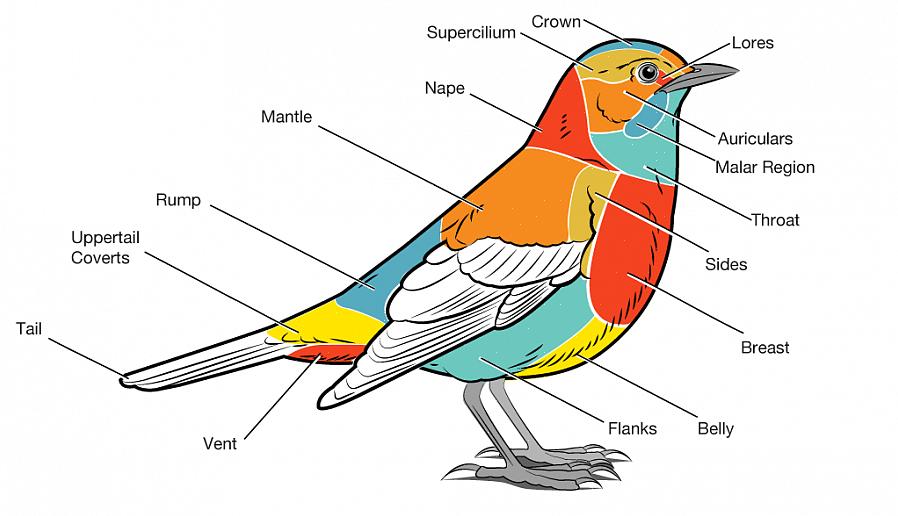La coda può essere tenuta in posizioni diverse quando l'uccello è appollaiato o in volo