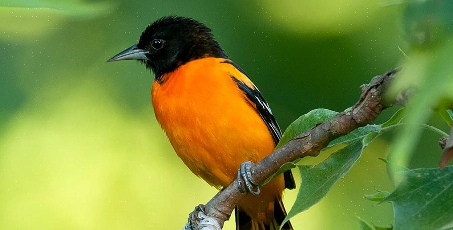 Il rigogolo di Baltimora è un uccello canoro arancione brillantemente colorato in molti cortili