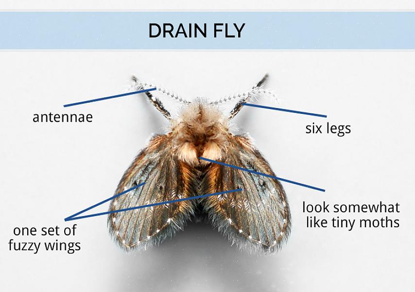 Le mosche di drenaggio possono essere un problema ovunque ci sia acqua stagnante