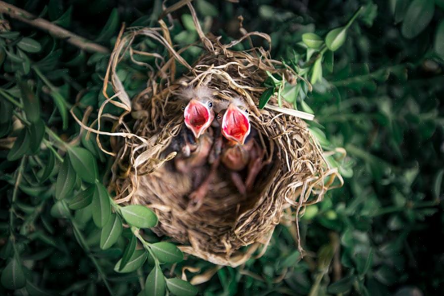 Gli uccellini che desiderano incoraggiare i loro uccelli da cortile a nidificare possono anche fornire fonti