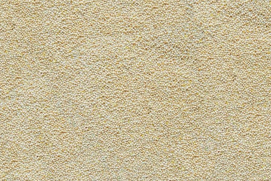 Il miglio (Panicum miliaceum) è un piccolo cereale amidaceo facile da coltivare