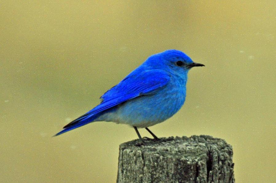 Gli uccelli azzurri orientali appartengono alla famiglia di uccelli Turdidae