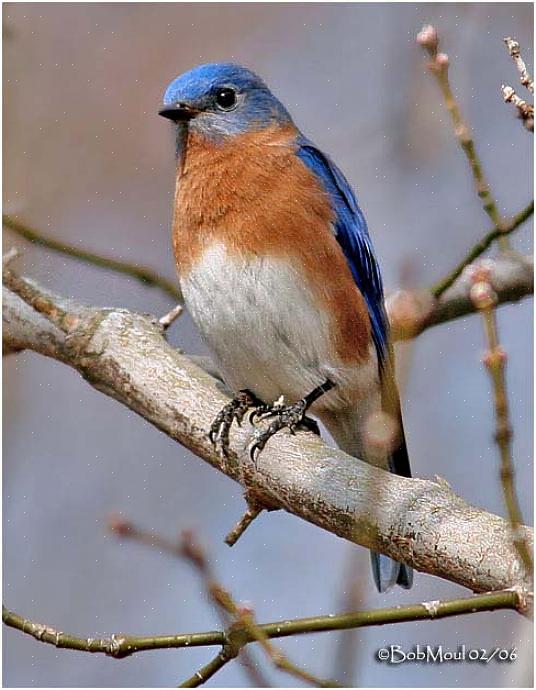 Identificazione dell'uccello azzurro orientale
