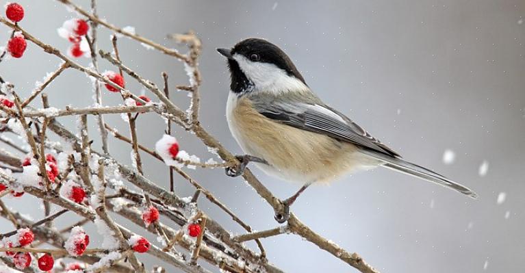 Cosa mangiano gli uccelli invernali
