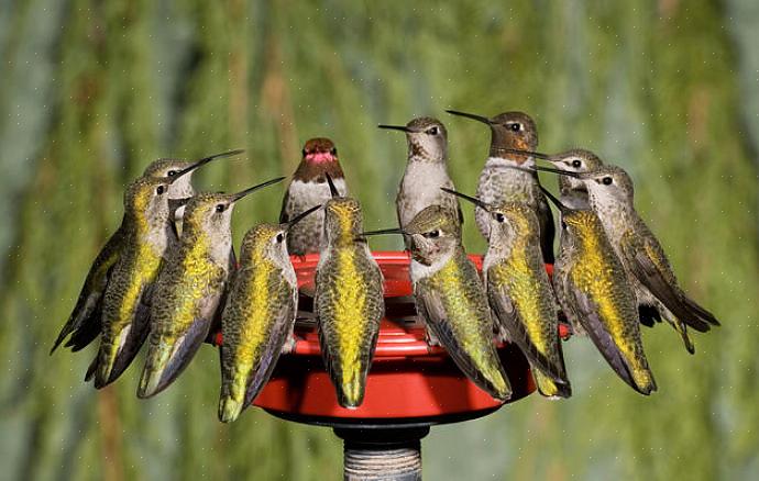 Come nel caso dei colibrì a coda larga