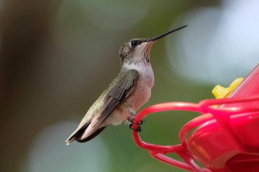I colibrì dal mento nero sono stati registrati come ibridatori con diverse altre specie di colibrì