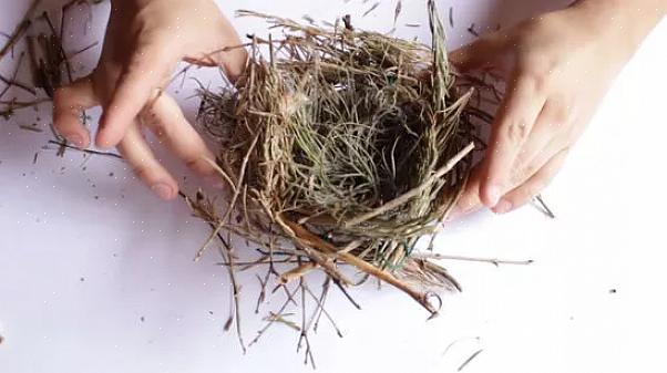 Un ottimo modo per aiutare a costruire il nido di un uccello è assicurarsi che ci siano molti materiali