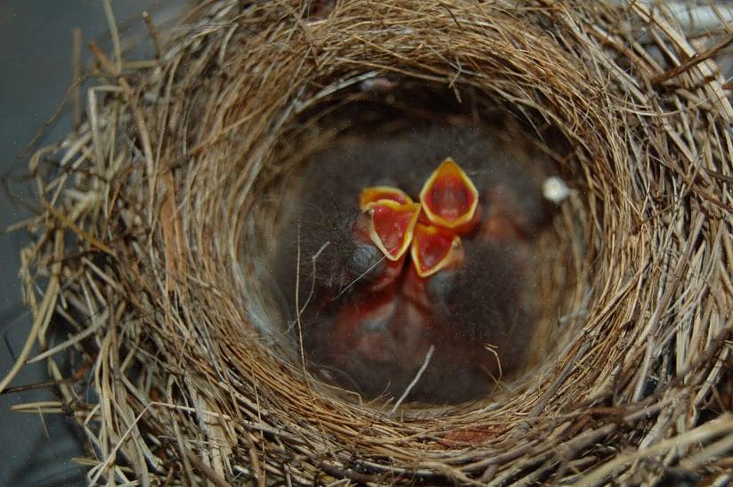 Gli uccellini possono aiutare a costruire un nido di uccelli