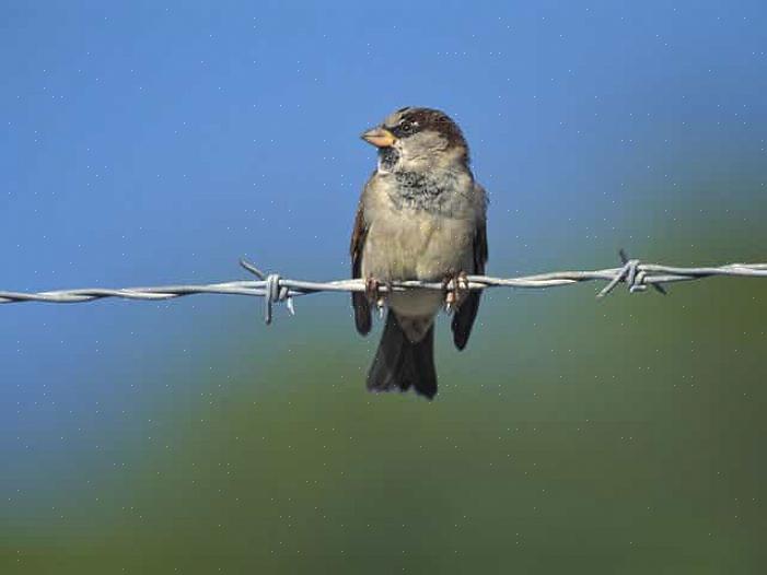 I passeri domestici possono causare molti problemi agli uccelli nativi