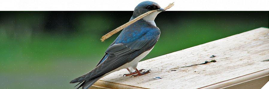 Diversi birders hanno opinioni diverse sugli uccelli nidificanti