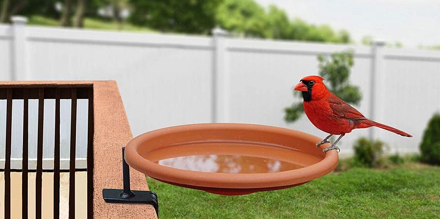 Il tuo bagno per uccelli sembrerà nuovo