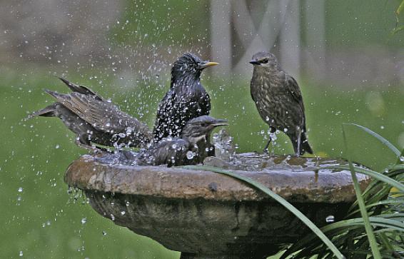 Pulisci regolarmente i bagni per uccelli con una soluzione di candeggina debole
