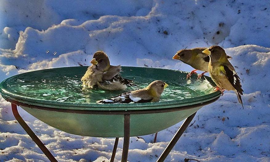 Un bagno per uccelli può effettivamente ferire gli uccelli