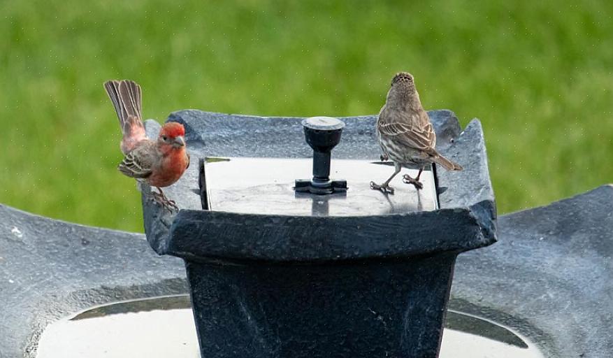 I bagni per uccelli devono essere posizionati in aree piane