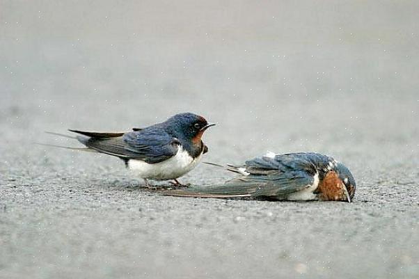 Ci sono molte specie di uccelli note per formare forti legami di coppia a lungo termine che potrebbero