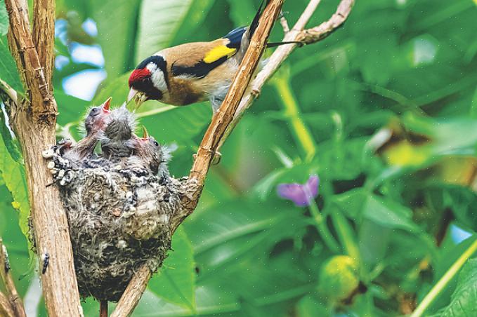 Gli uccelli utilizzano un'ampia gamma di materiali per la nidificazione per costruire la struttura