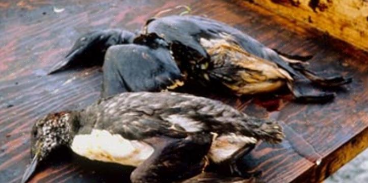 Capire come il petrolio influisce sugli uccelli può aumentare la consapevolezza di quanto possa essere