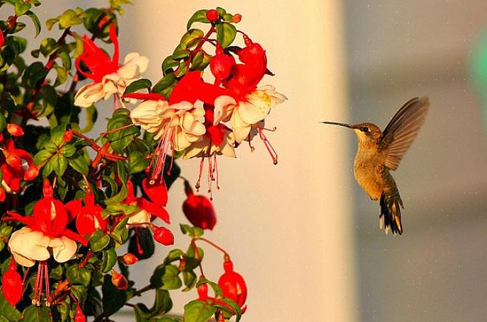 Fiori con nettare per attirare i colibrì Indipendentemente dal fatto che tutti i fiori siano adatti