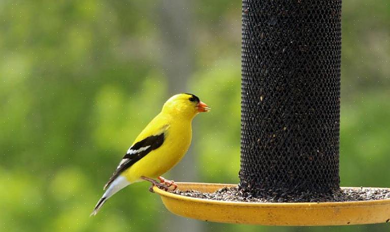 Gli uccelli potrebbero consumare granuli chimici