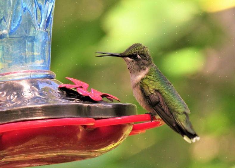 I colibrì si trovano solo nel Nuovo Mondo