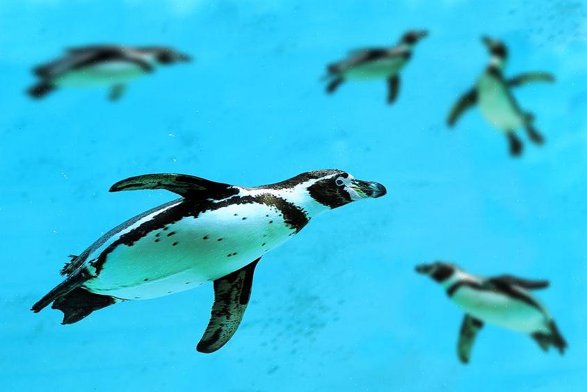 Poiché le diete dei pinguini dipendono da habitat oceanici sani